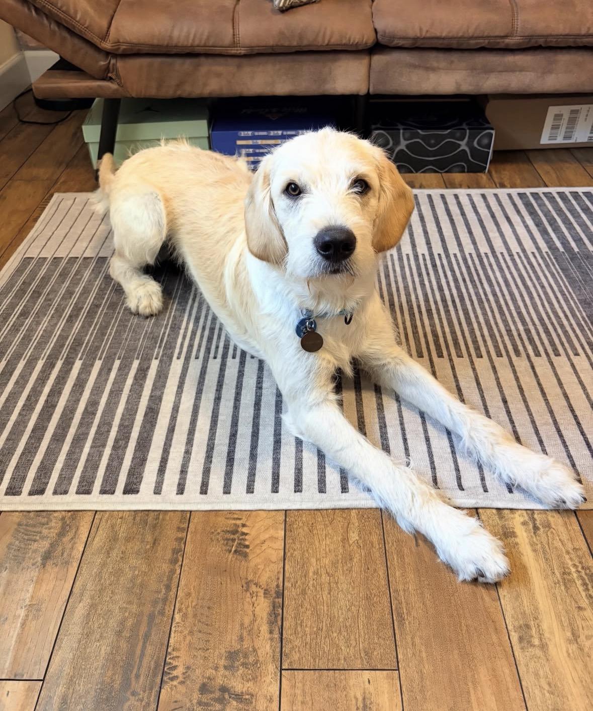 Enlarge Duke, an adopted mixed breed in Pasadena, CA image 5/6