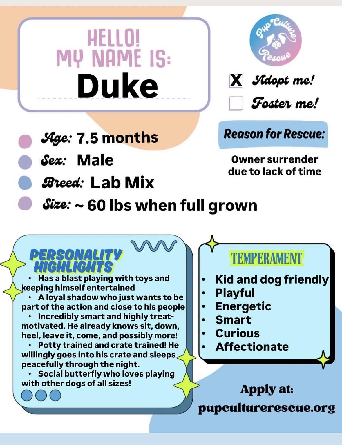 Enlarge Duke, an adopted mixed breed in Pasadena, CA image 2/6