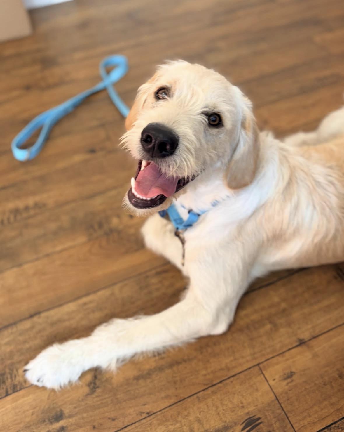 Duke, adopted, Puppy Male Labrador Retriever.