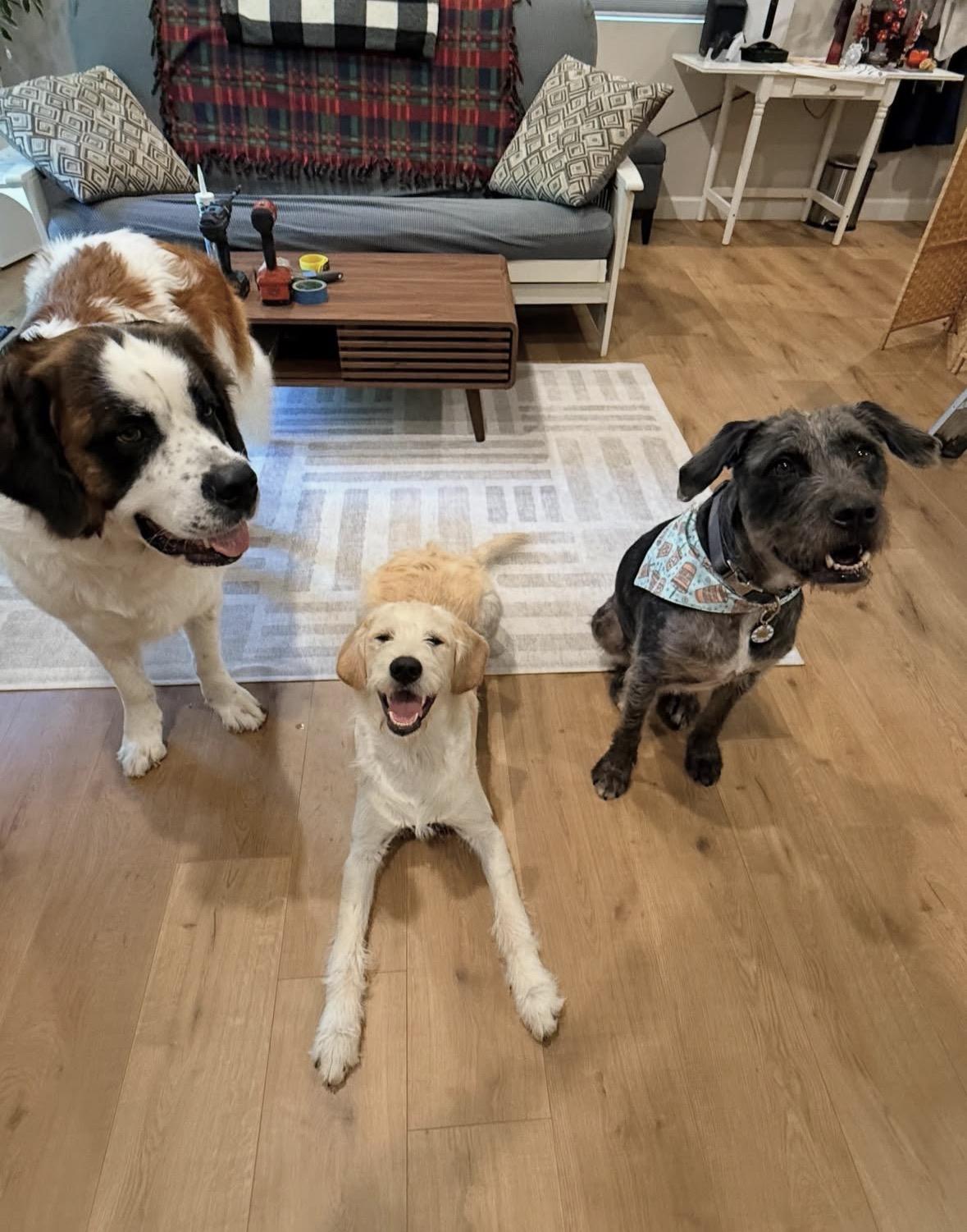 Enlarge Duke, an adopted mixed breed in Pasadena, CA image 6/6