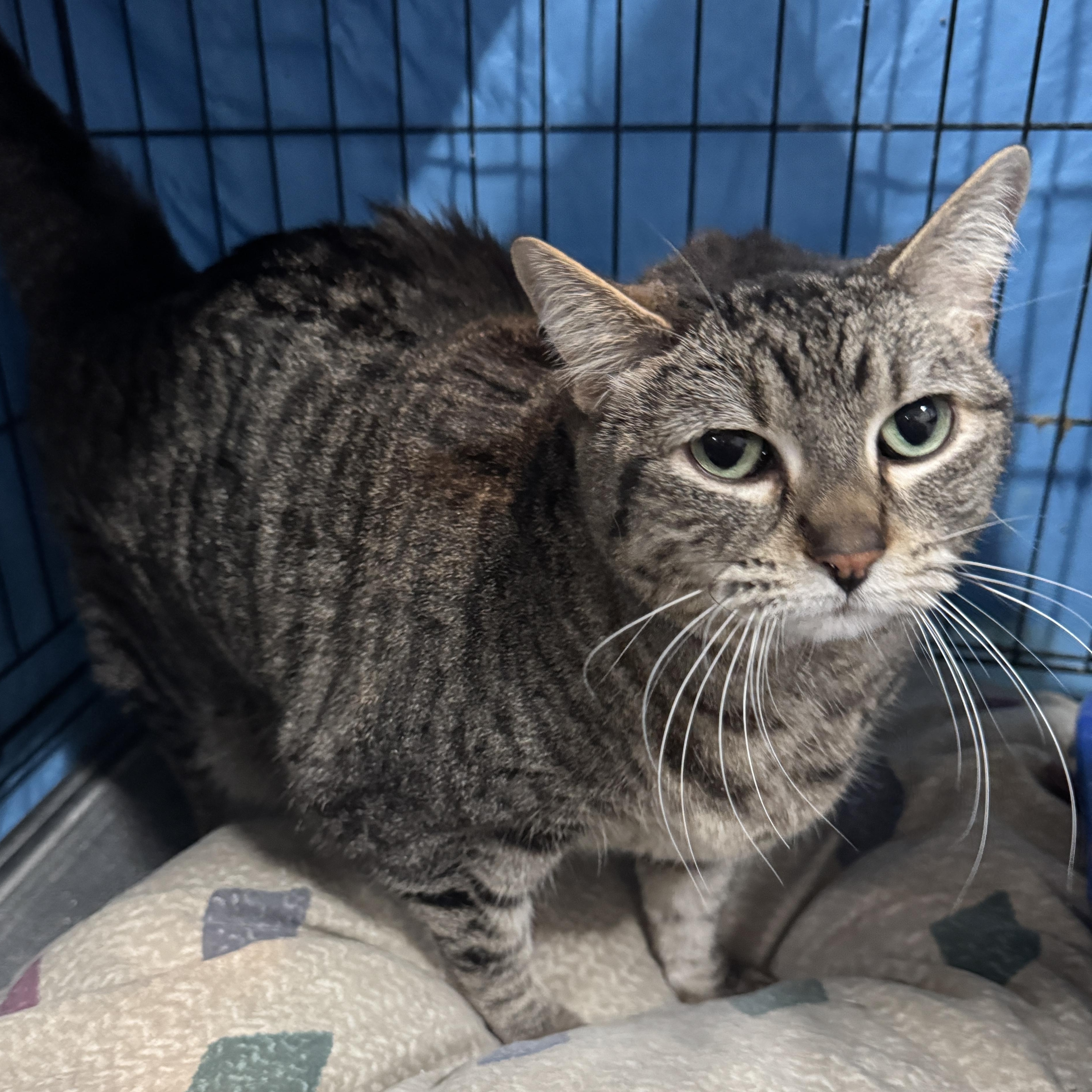 Toby, Adult Female Domestic Short Hair