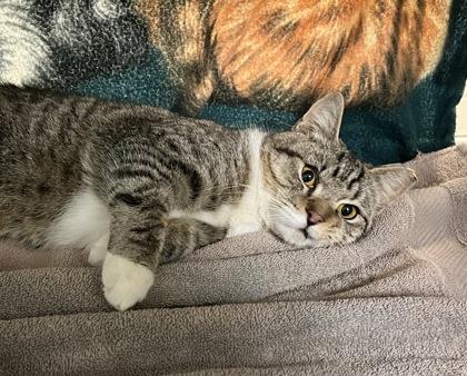 Owl, Adoptable, Adult Male Domestic Short Hair & Domestic Short Hair.