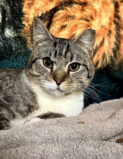 Enlarge Owl, a Adoptable mixed breed in Fallston, MD image 2/3