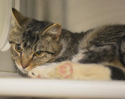 Enlarge Owl, a Adoptable mixed breed in Fallston, MD image 3/3