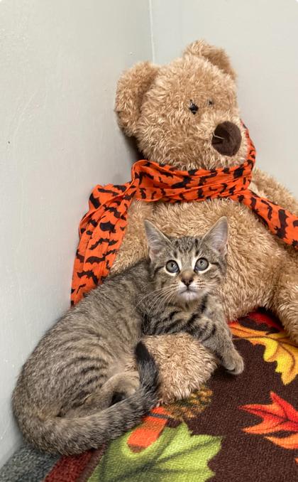 Comet, Adoptable, Kitten Male Domestic Short Hair & Domestic Short Hair.