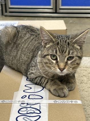 Comet, Adoptable, Kitten Male Domestic Short Hair & Domestic Short Hair.