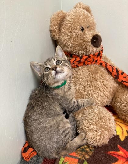 Enlarge Comet, a Adoptable Domestic Short Hair in Picayune, MS image 2/2