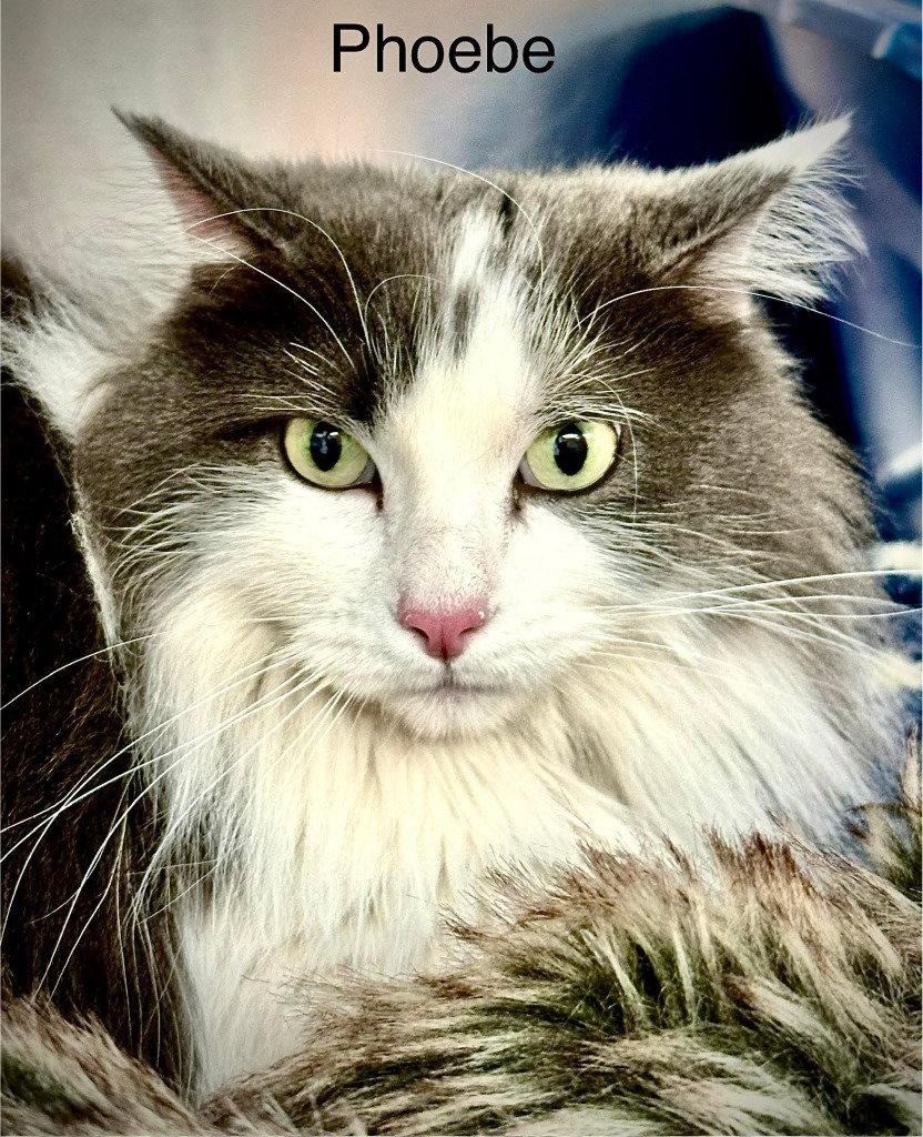 Enlarge Phoebe, a Adoptable Domestic Long Hair in Saint George, UT image 1/3
