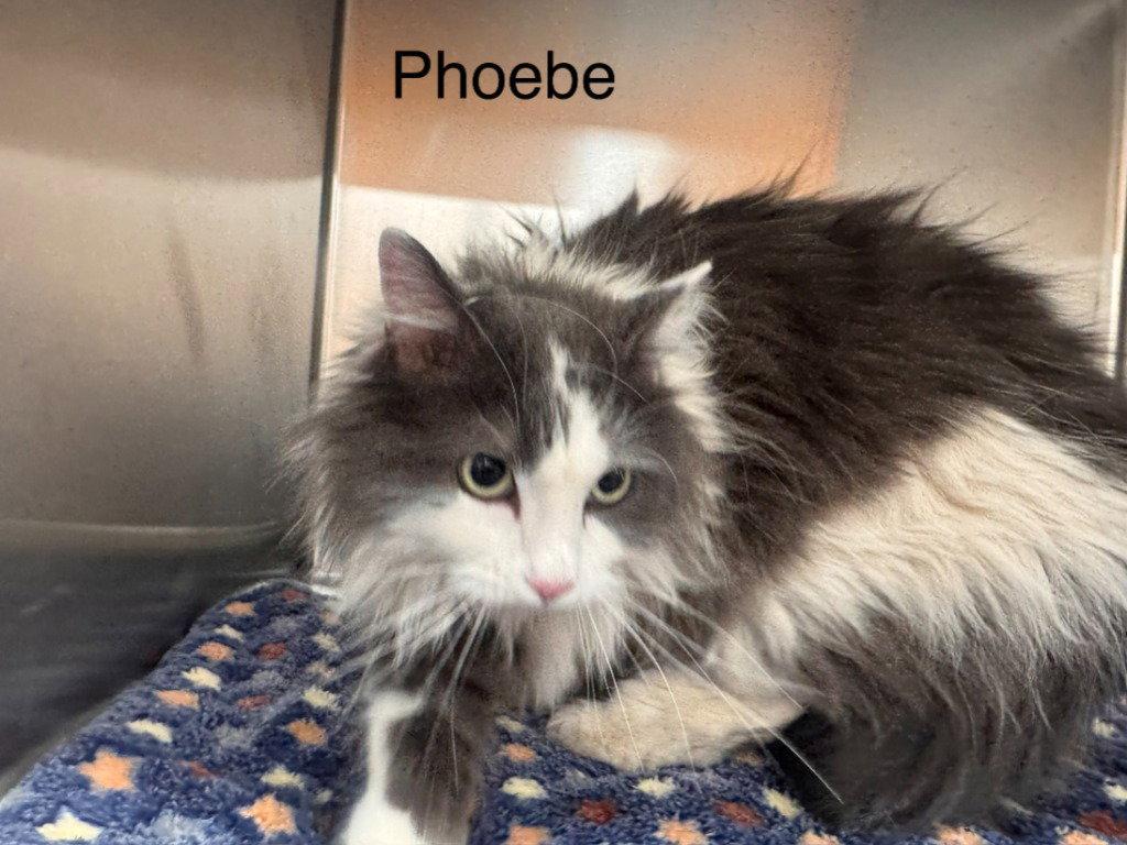 Enlarge Phoebe, a Adoptable Domestic Long Hair in Saint George, UT image 2/3