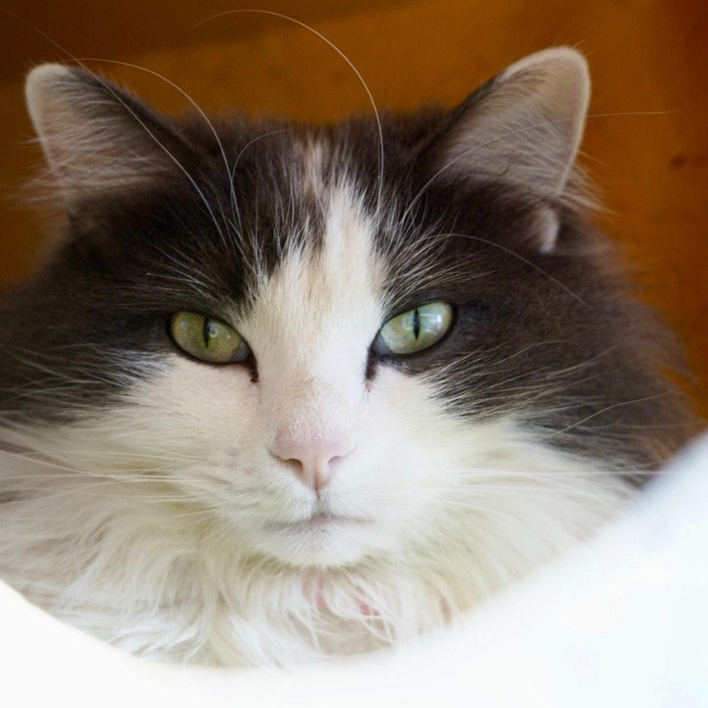 Enlarge Phoebe, a Adoptable Domestic Long Hair in Saint George, UT image 3/3