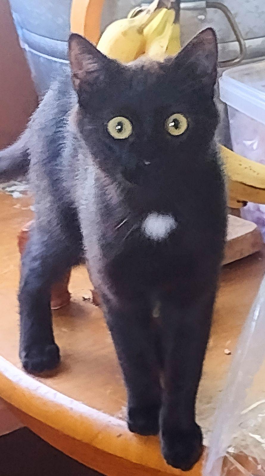 Enlarge Star, a Adoptable Domestic Short Hair in Twin Falls, ID image 2/5