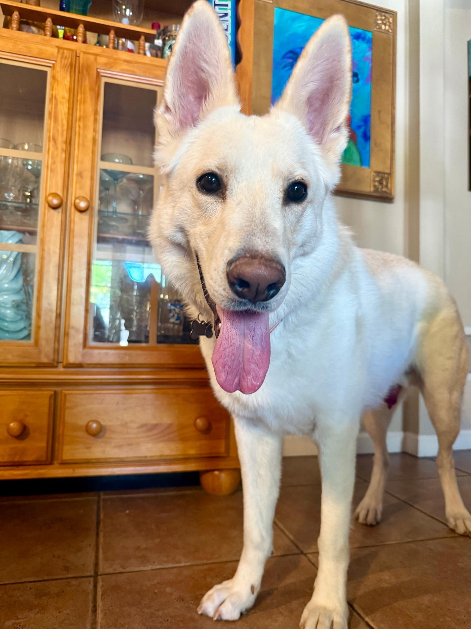 Enlarge Buckeye, a Adoptable German Shepherd Dog in Gilbert, AZ image 3/3