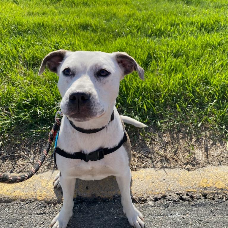Sonnet--In Foster, Adoptable, Young Female Pit Bull Terrier.