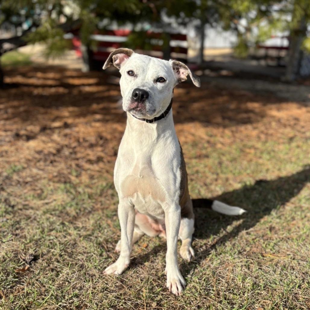 Sonnet--In Foster, a Adoptable Pit Bull Terrier in Fargo, ND image 2/6
