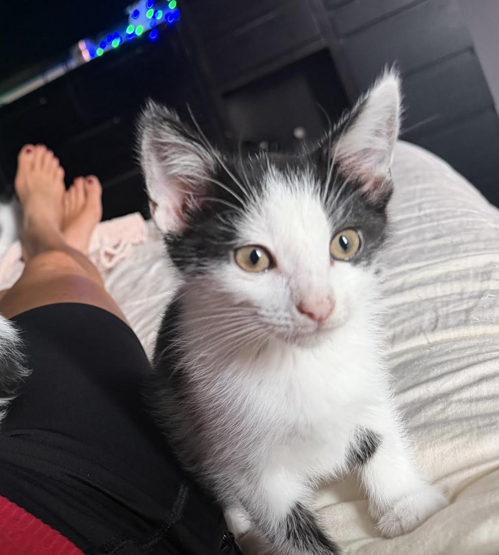Onyx, an adopted Domestic Short Hair in Cincinnati, OH image 2/3