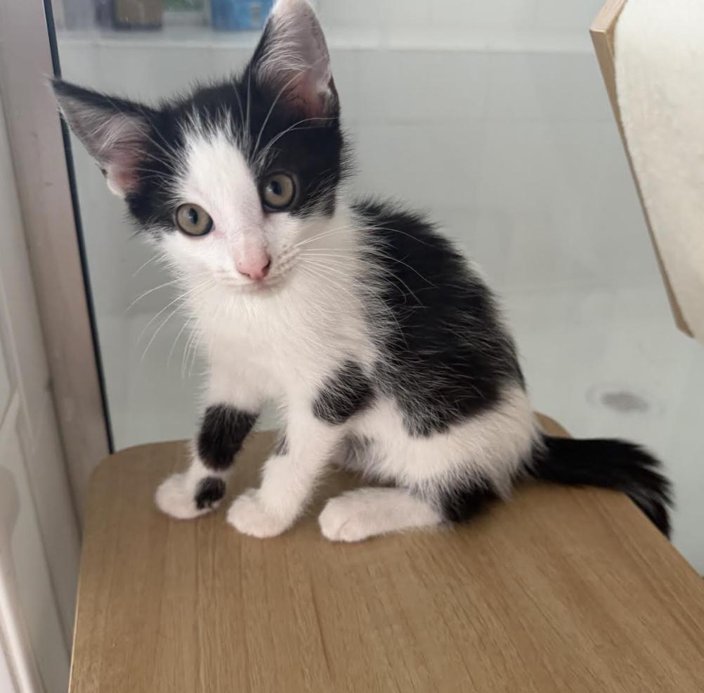 Onyx, an adopted Domestic Short Hair in Cincinnati, OH image 1/3