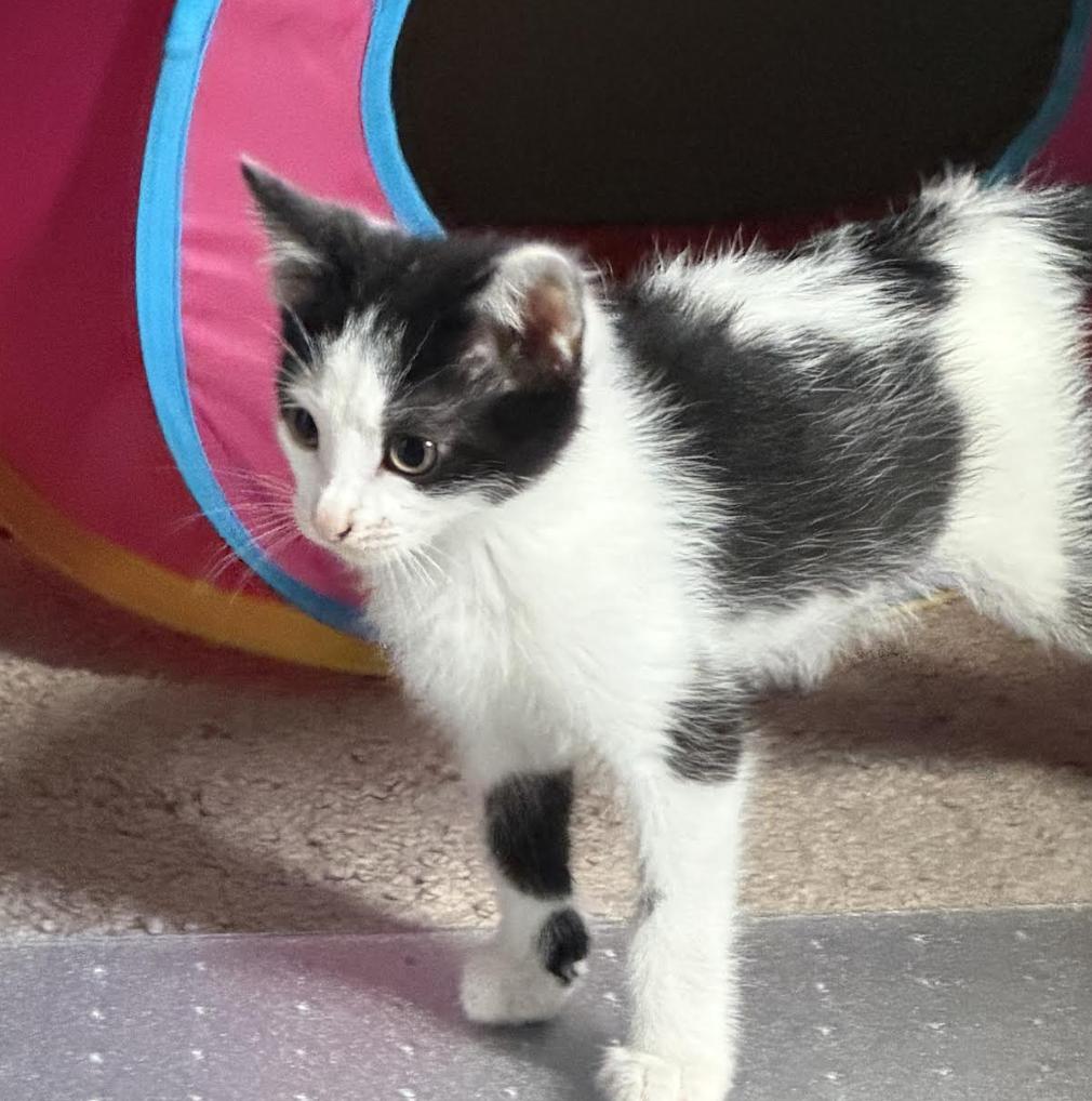 Onyx, an adopted Domestic Short Hair in Cincinnati, OH image 3/3