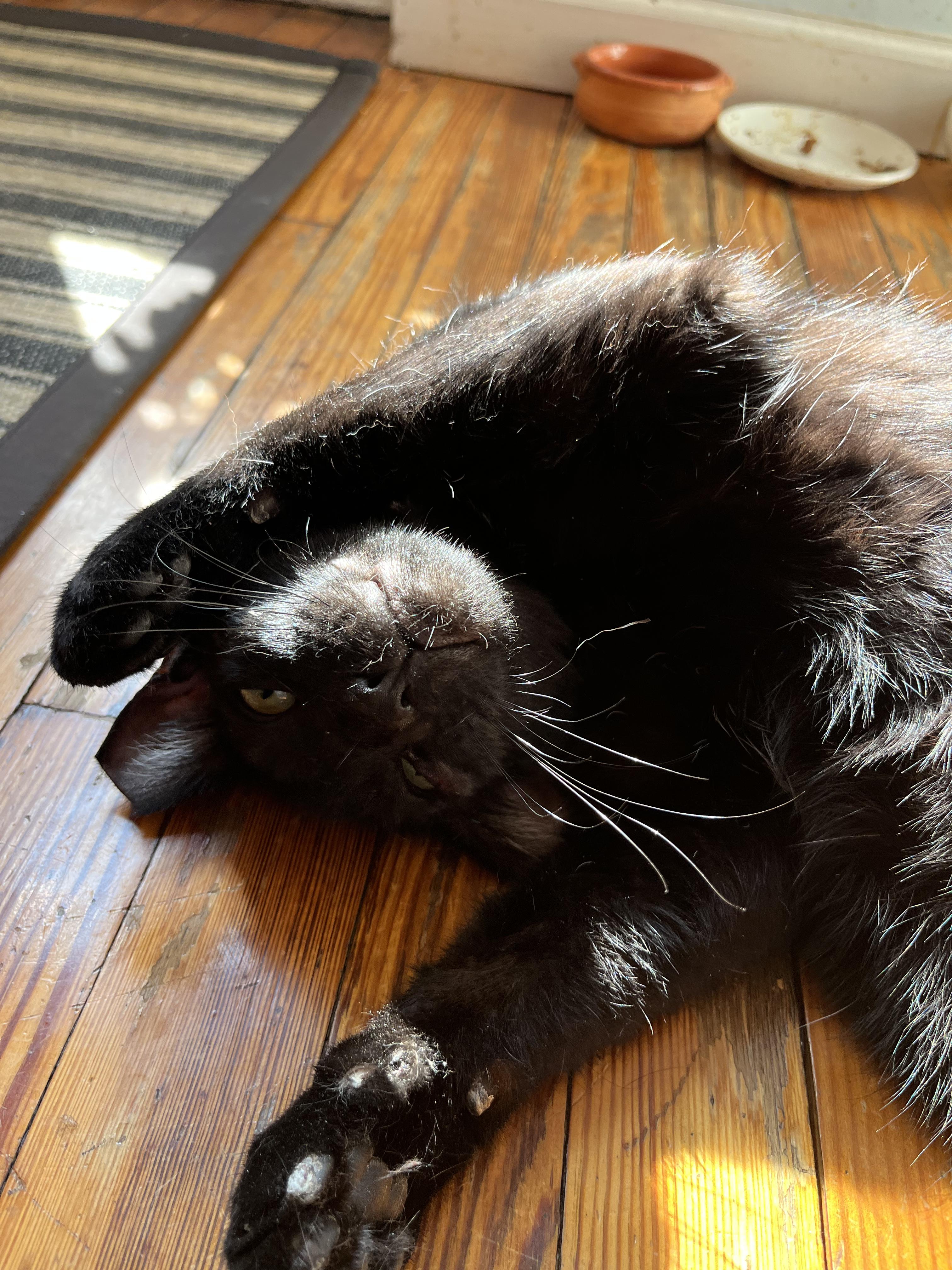 Enlarge Jack, a Adoptable Domestic Short Hair in Brooklyn, NY image 6/6