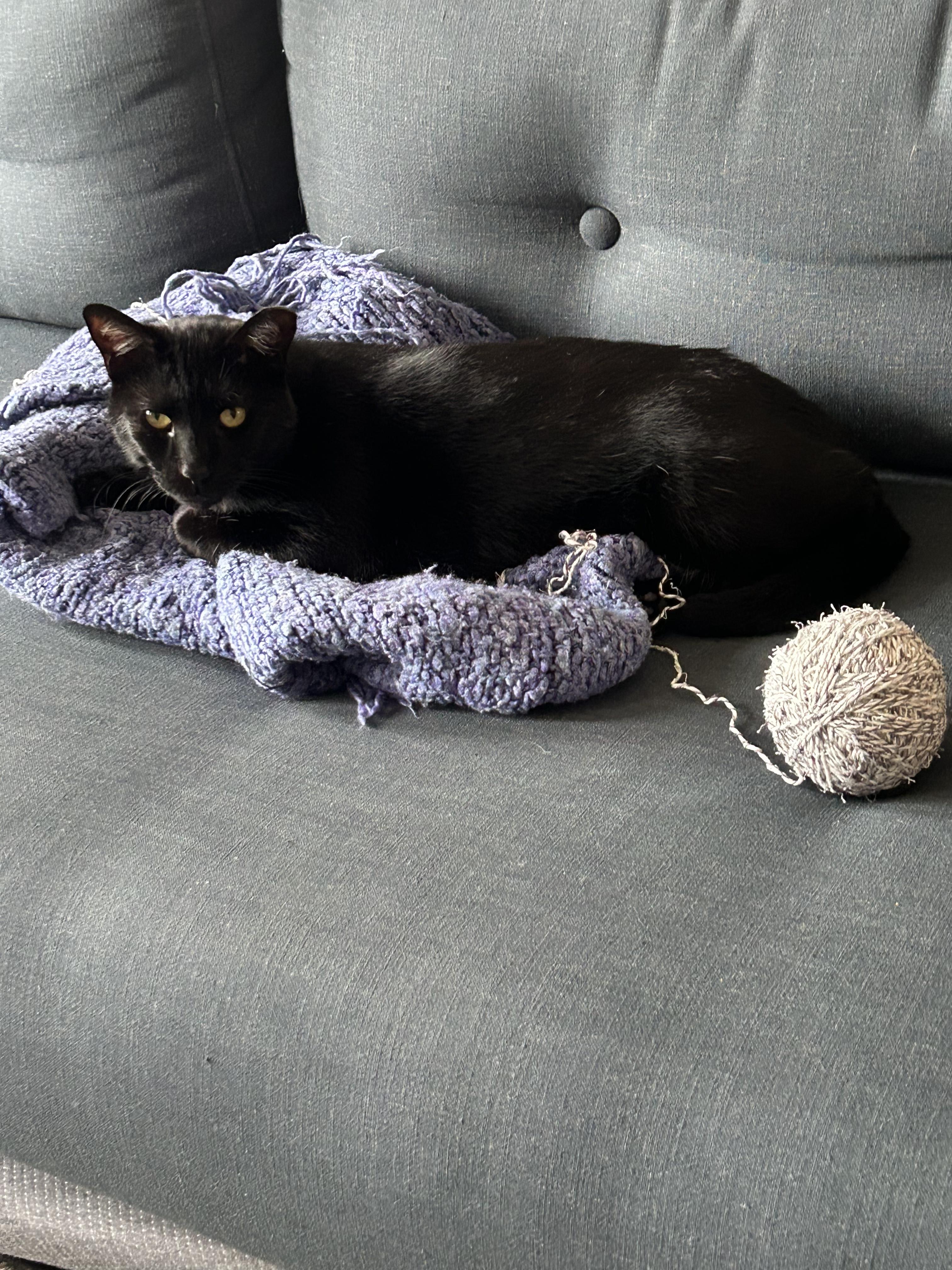 Enlarge Jack, a Adoptable Domestic Short Hair in Brooklyn, NY image 4/6