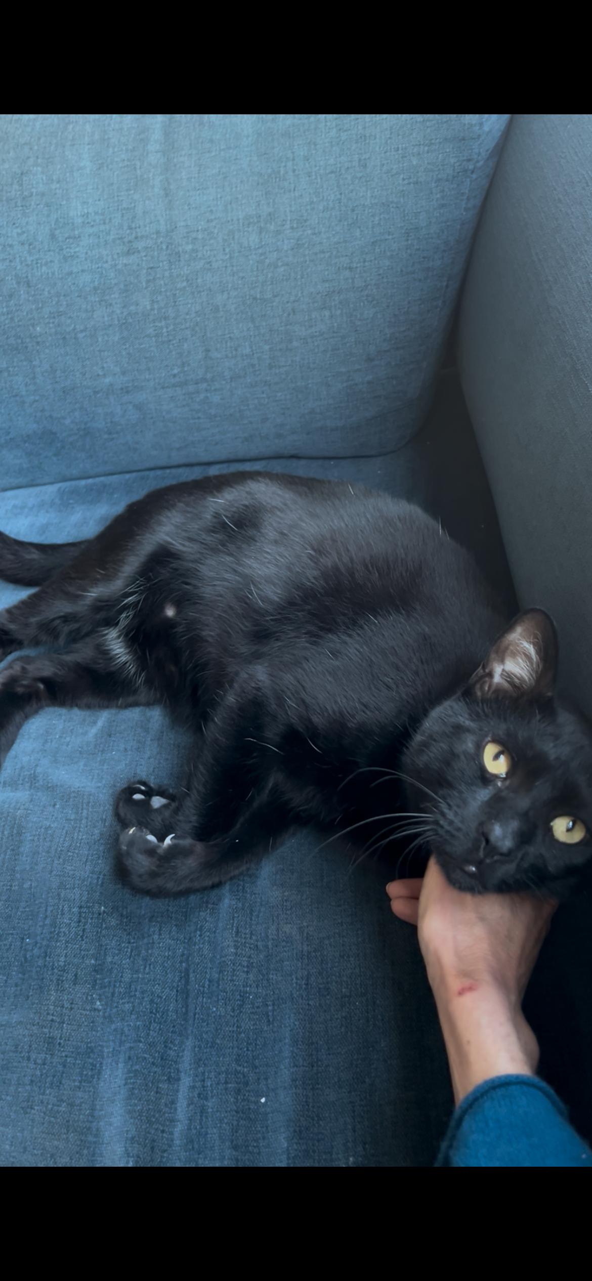 Enlarge Jack, a Adoptable Domestic Short Hair in Brooklyn, NY image 2/6