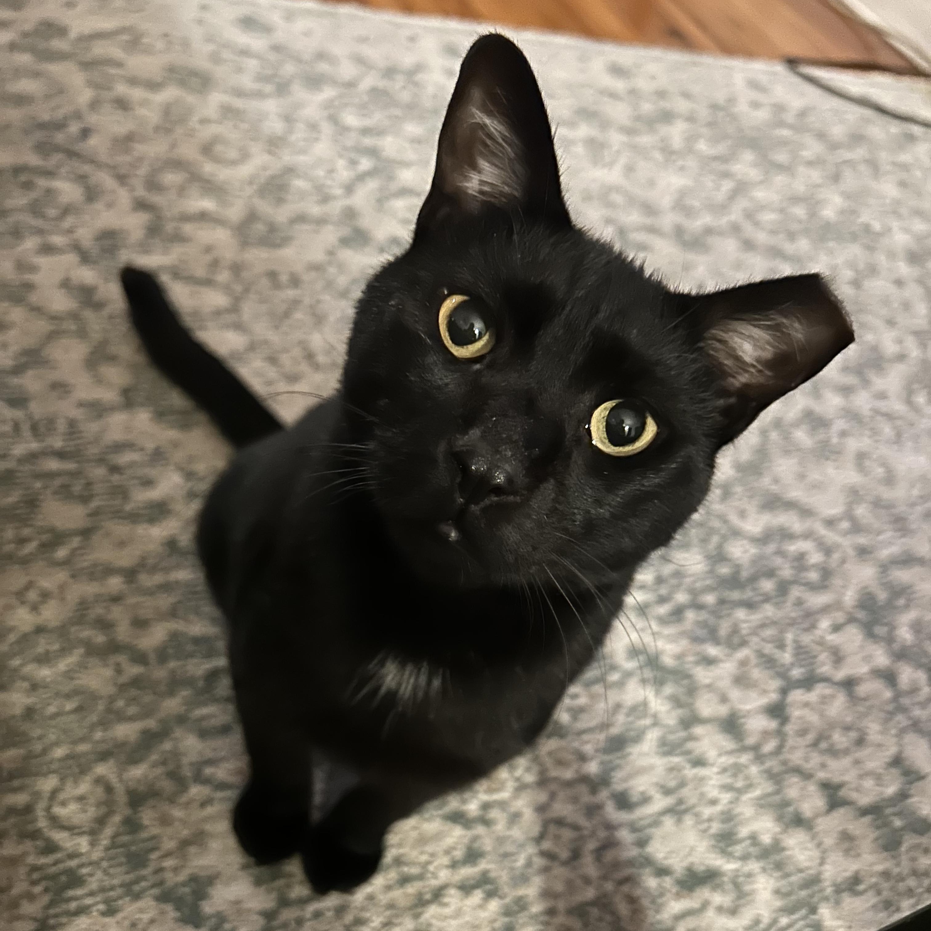 Jack, Adoptable, Adult Male Domestic Short Hair.