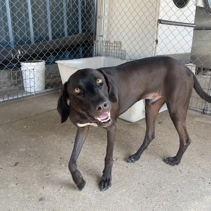 Enlarge Cash, an adoptable mixed breed in Ransomville, NY image 3/6