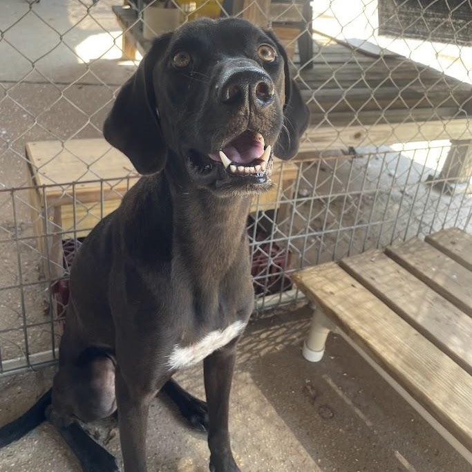 Enlarge Cash, an adoptable mixed breed in Ransomville, NY image 2/6