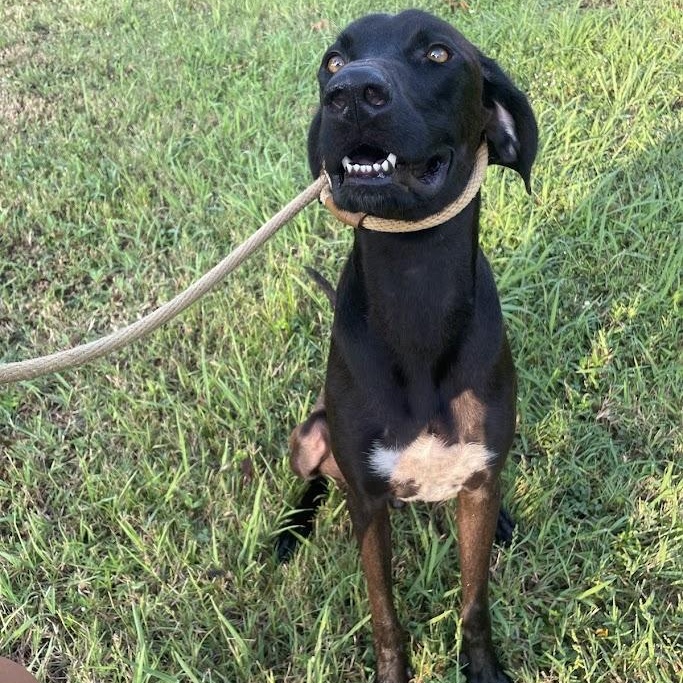 Enlarge Cash, an adoptable mixed breed in Ransomville, NY image 5/6