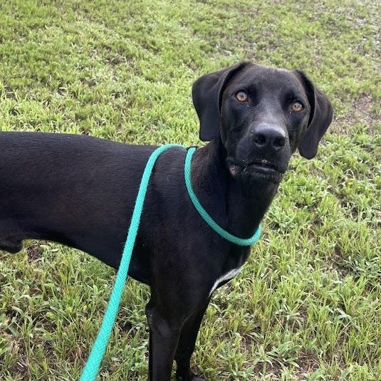 Cash, adoptable, Adult Male Labrador Retriever & Hound.