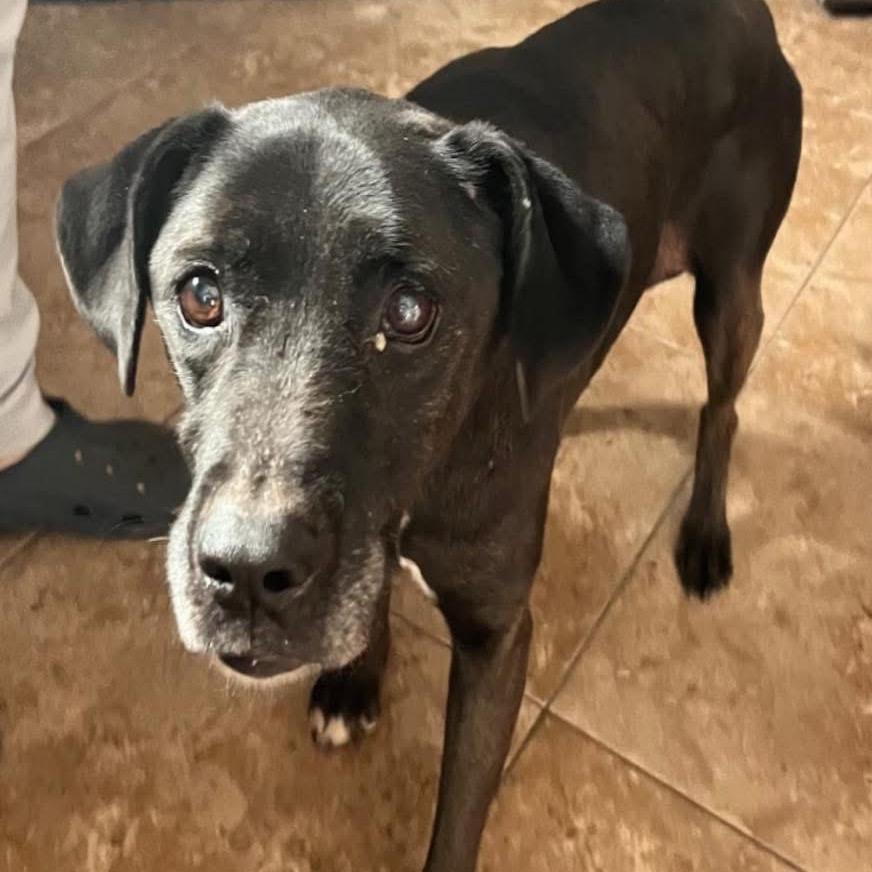 Cowboy, ADOPTABLE, Senior Male Labrador Retriever.
