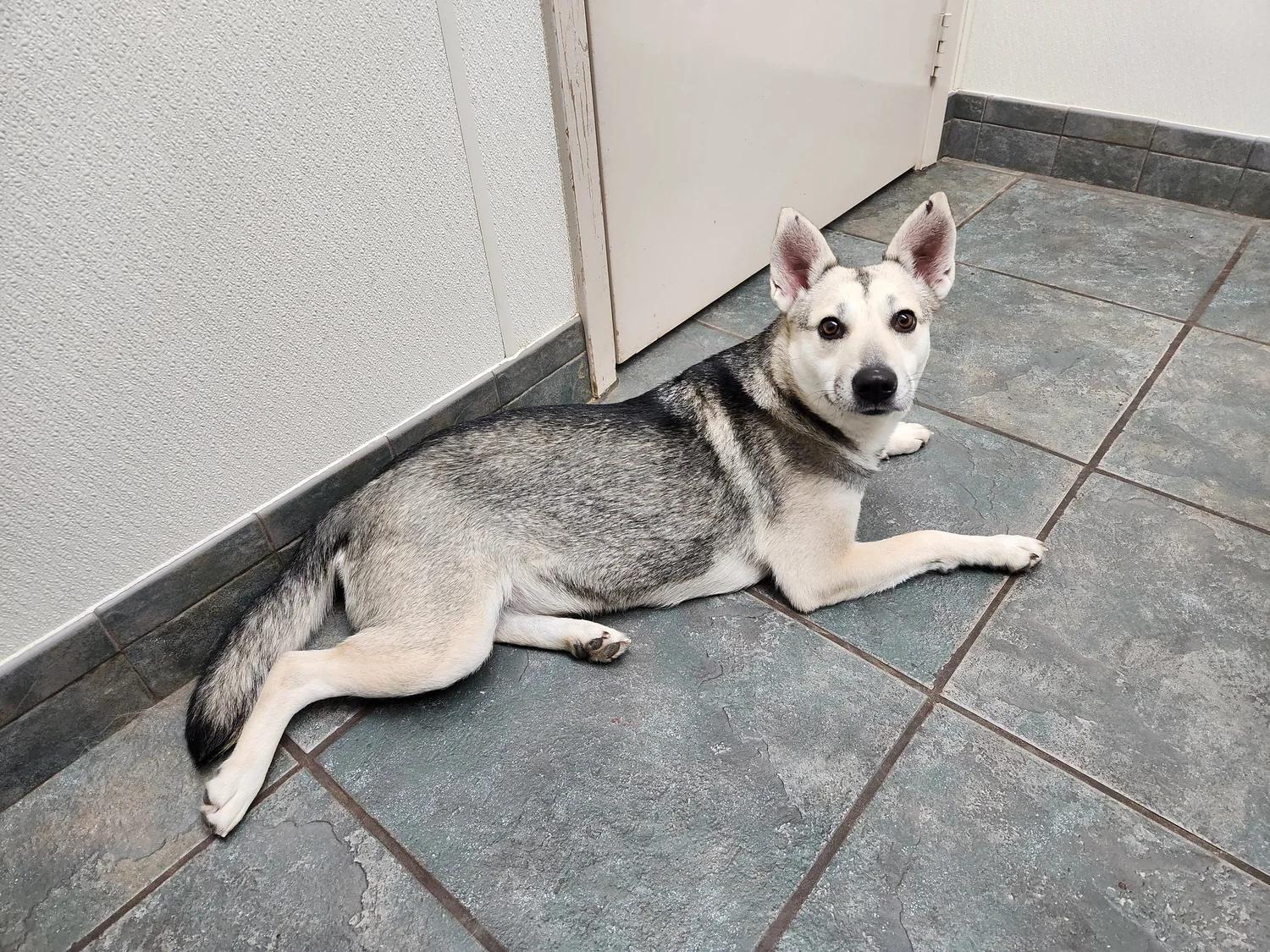 Enlarge Nova , a ADOPTABLE mixed breed in Livingston, TX image 3/3