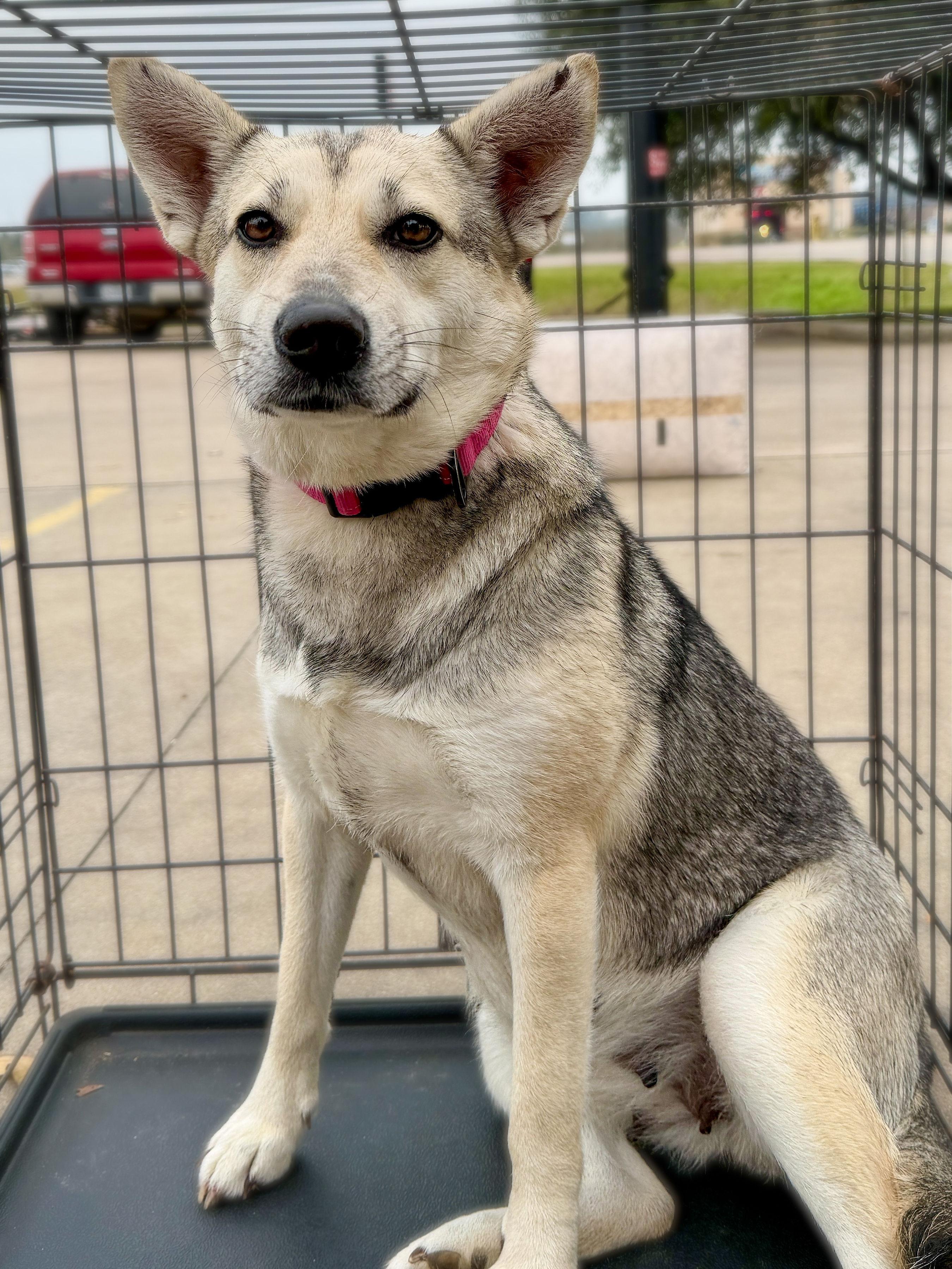 Enlarge Nova , a ADOPTABLE mixed breed in Livingston, TX image 2/3