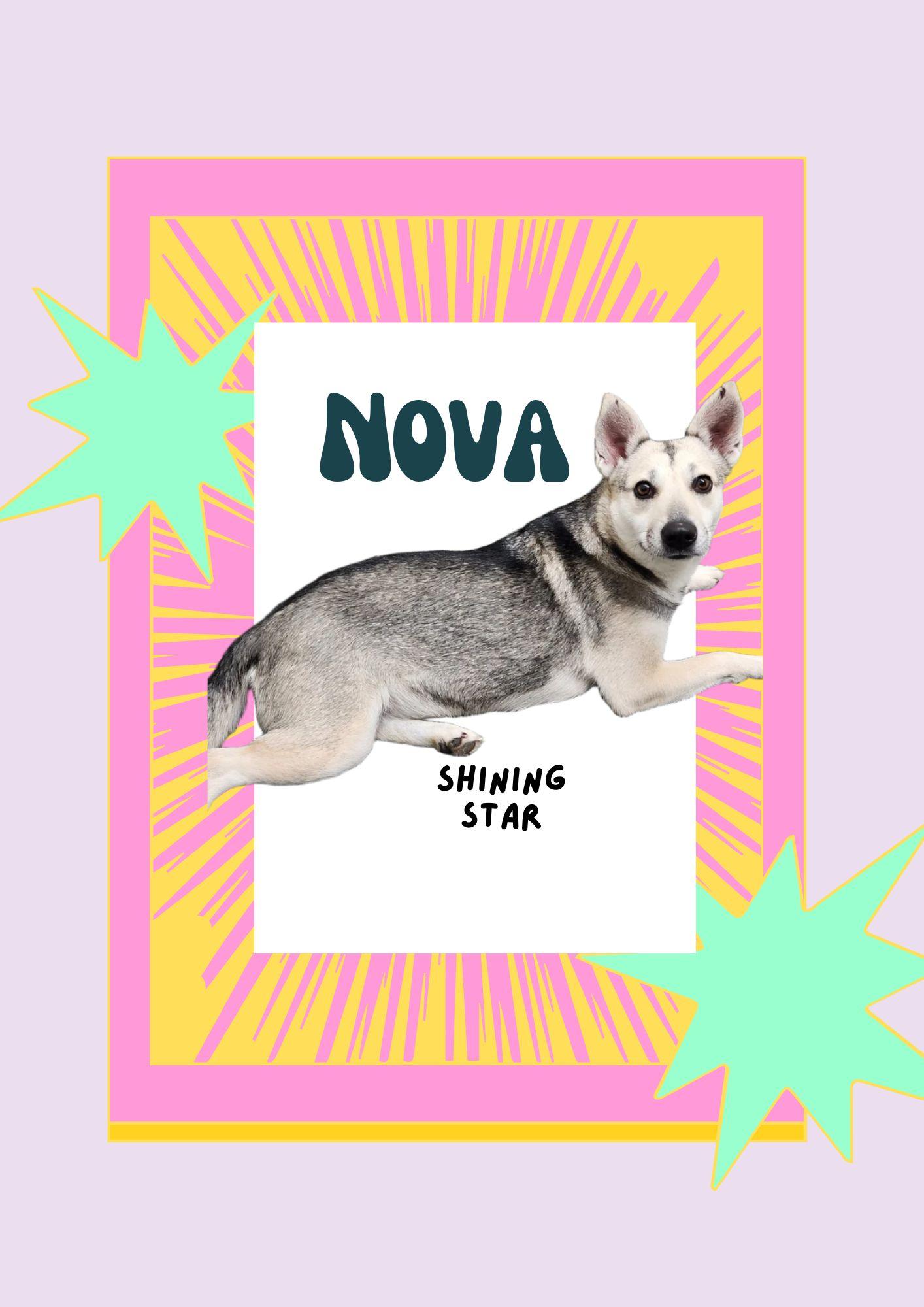 Nova , ADOPTABLE, Adult Female Husky.