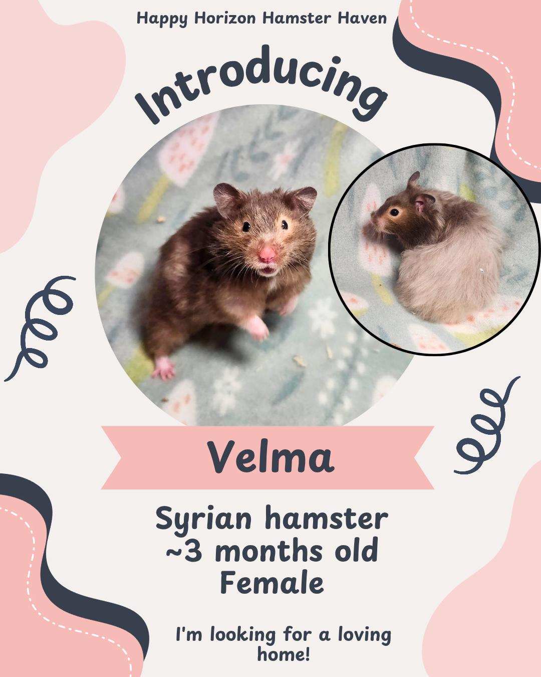 Enlarge Velma, a ADOPTABLE Hamster in West Chester, OH image 1/1