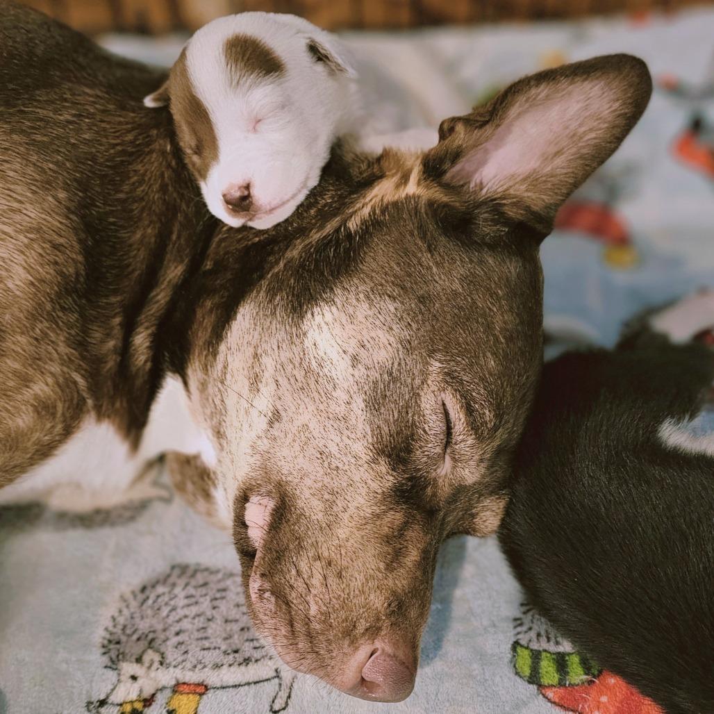 Lilith, a Adoptable mixed breed in Festus, MO image 1/4