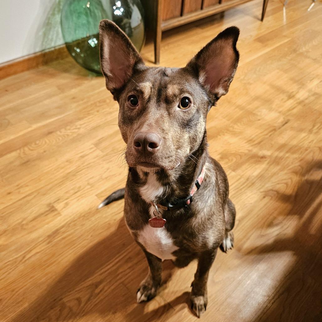 Lilith, Adoptable, Adult Female Shepherd & Mixed Breed.