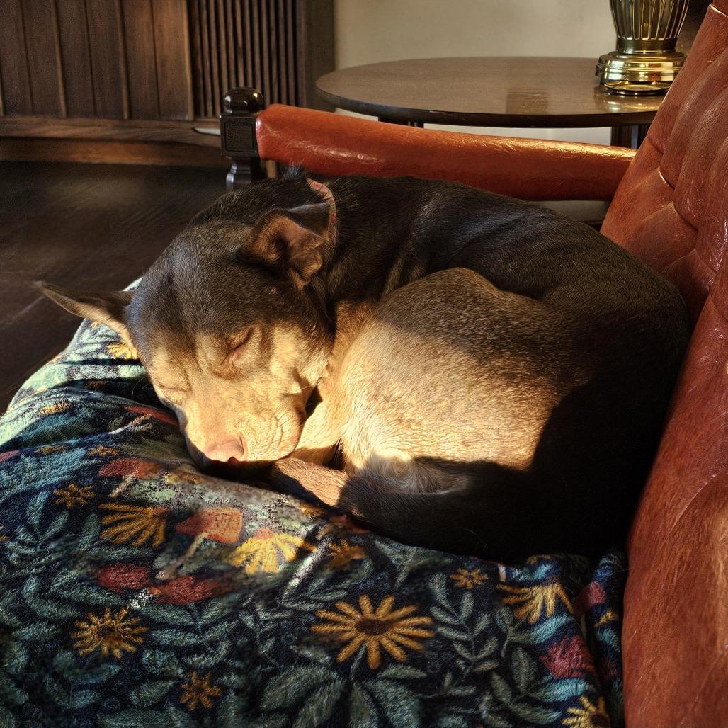 Enlarge Lilith, a Adoptable mixed breed in Festus, MO image 1/4