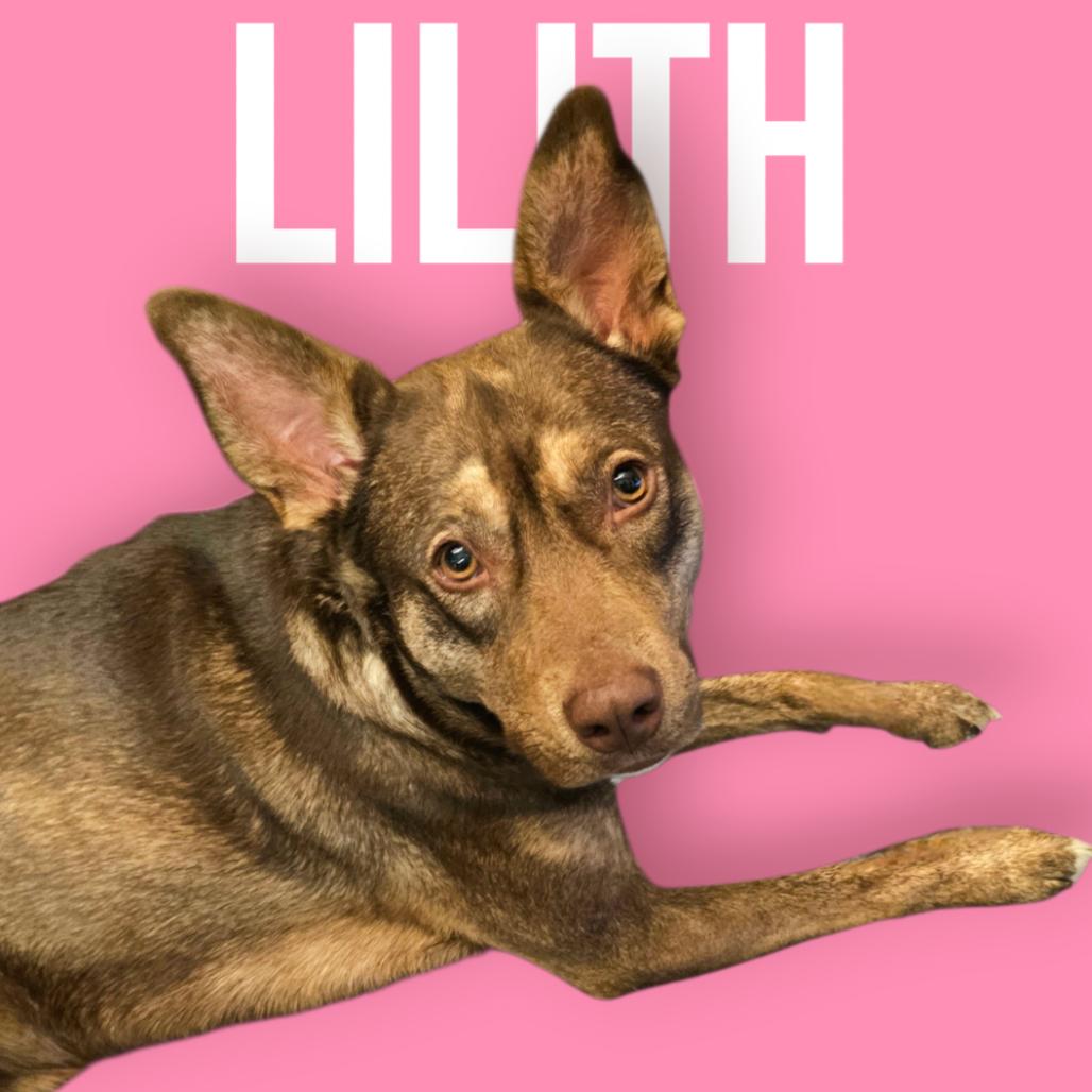 Lilith, a Adoptable mixed breed in Festus, MO image 2/4