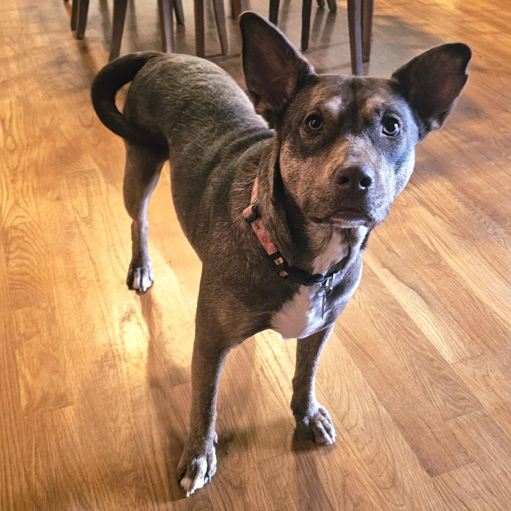 Enlarge Lilith, a Adoptable mixed breed in Festus, MO image 2/4