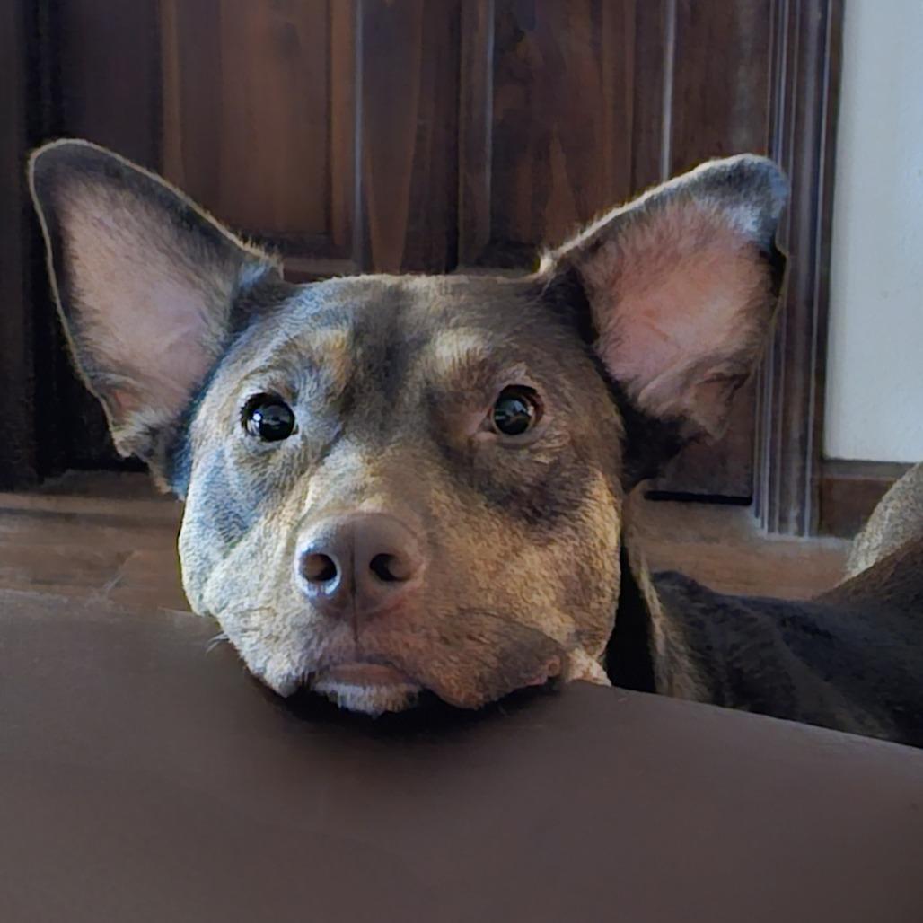 Enlarge Lilith, a Adoptable mixed breed in Festus, MO image 3/4