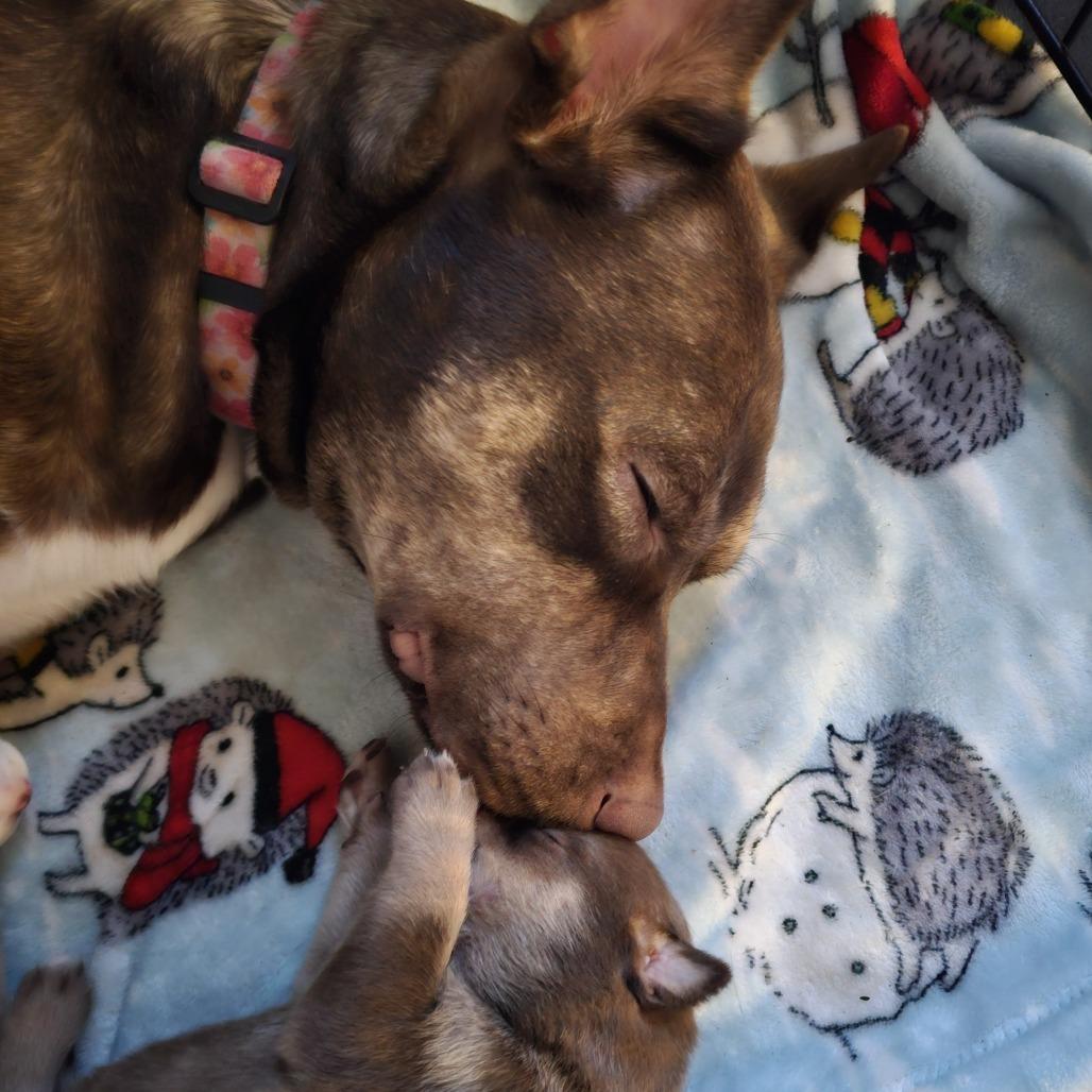 Enlarge Lilith, a Adoptable mixed breed in Festus, MO image 4/4