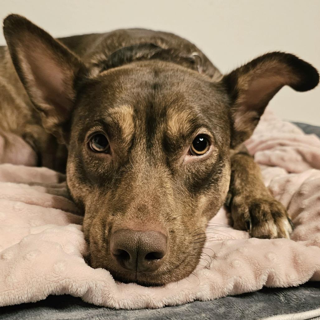 Lilith, a Adoptable mixed breed in Festus, MO image 4/4