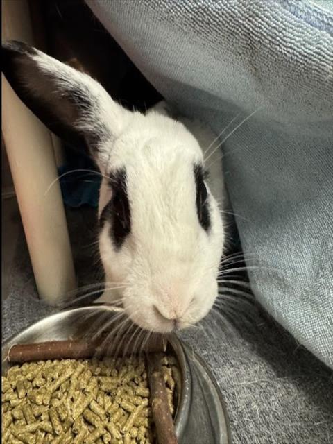 SUKI, Adoptable, Senior Female Bunny Rabbit.