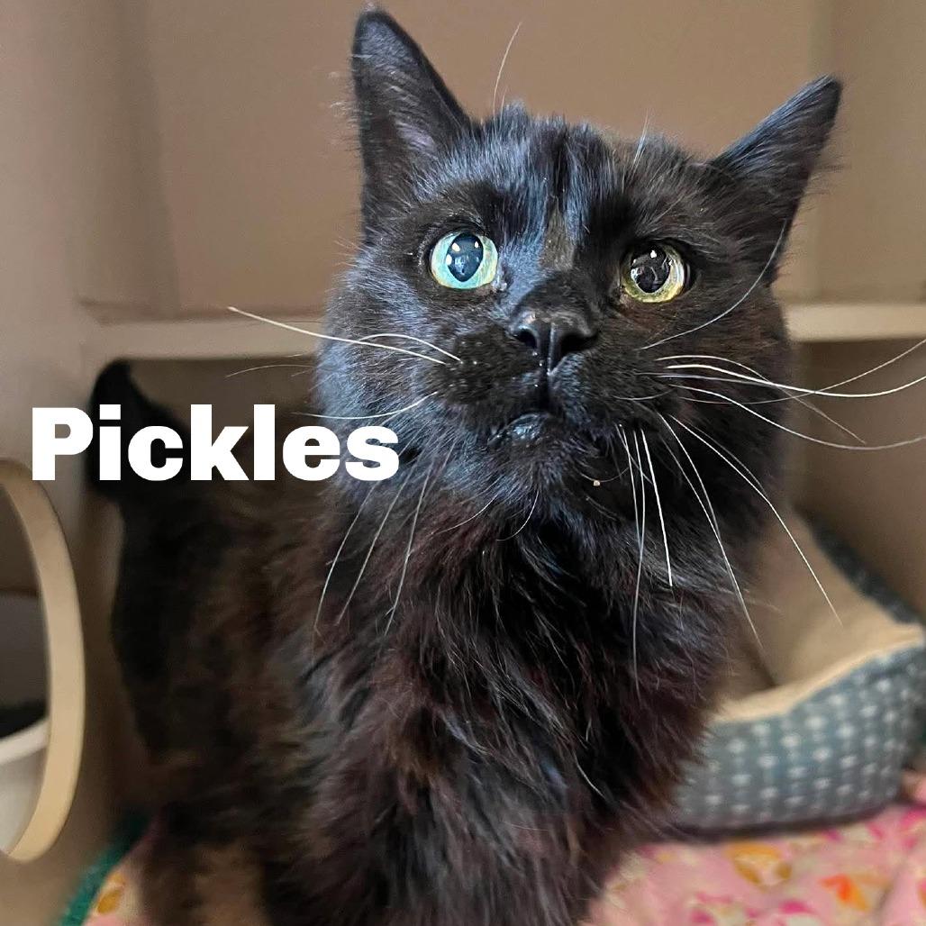 Pickles 260445, Adoptable, Senior Male Domestic Long Hair.