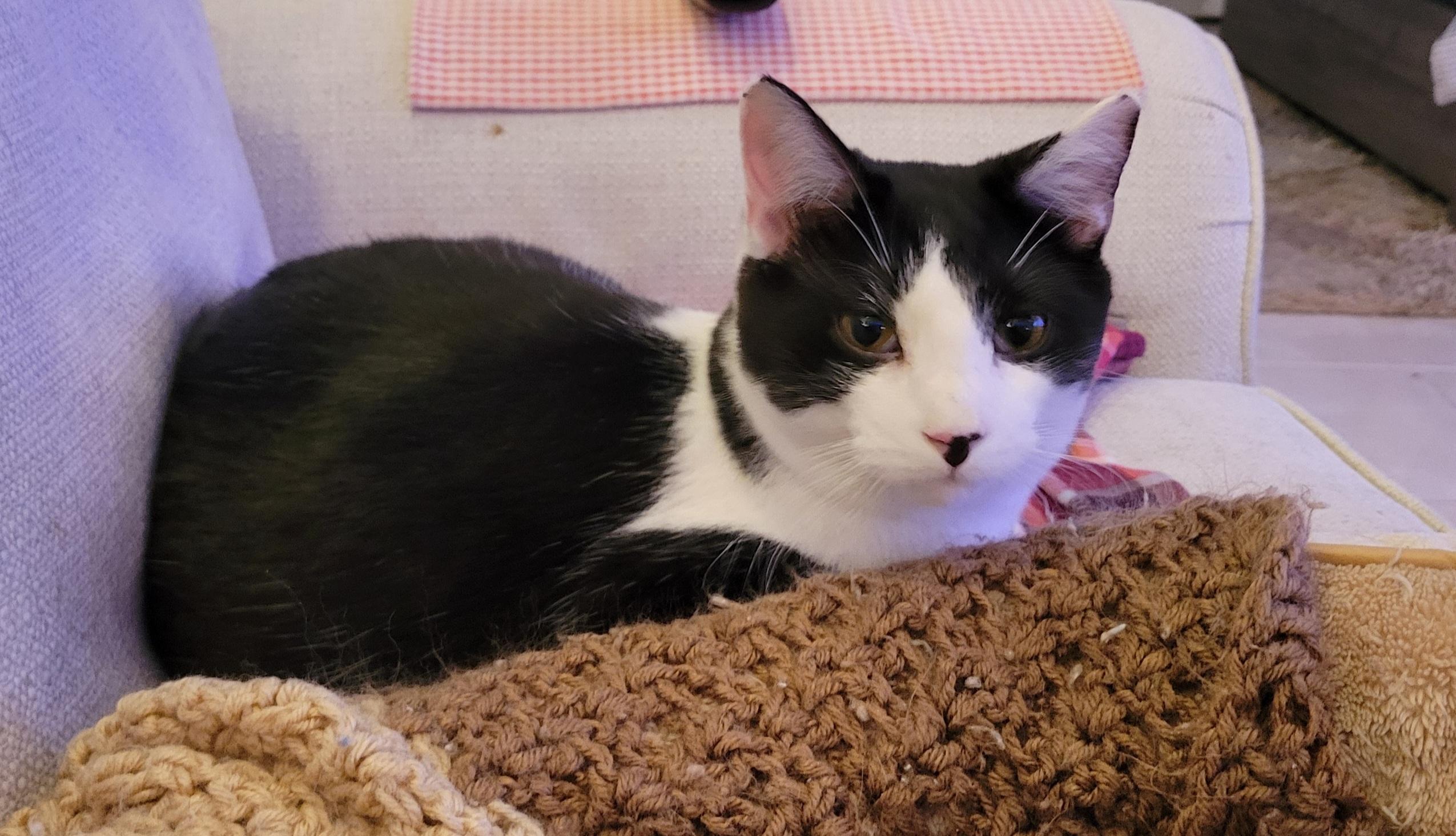 Hugh Highland and Waylan Wagyu, Adoptable, Young Male Domestic Short Hair.