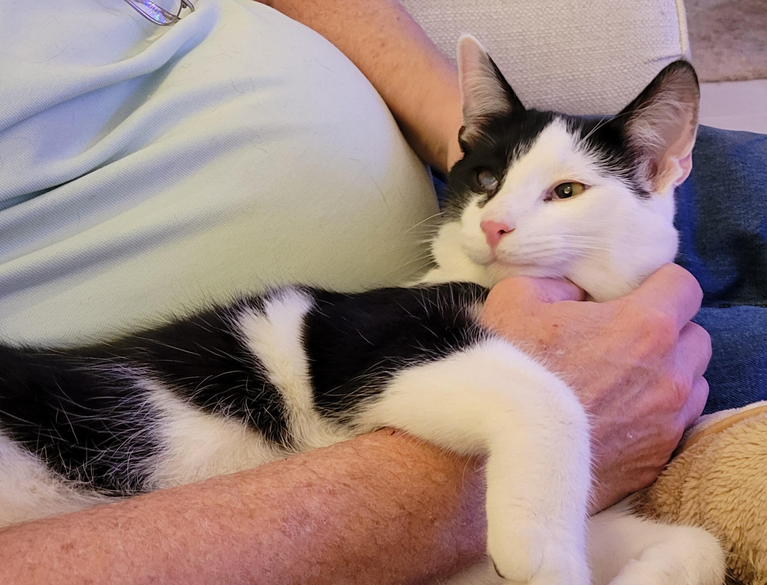 Hugh Highland and Waylan Wagyu, a Adoptable Domestic Short Hair in Knoxville, TN image 4/4