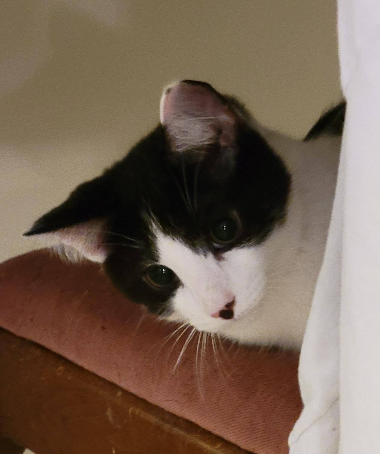 Hugh Highland and Waylan Wagyu, Adoptable, Young Male Domestic Short Hair.