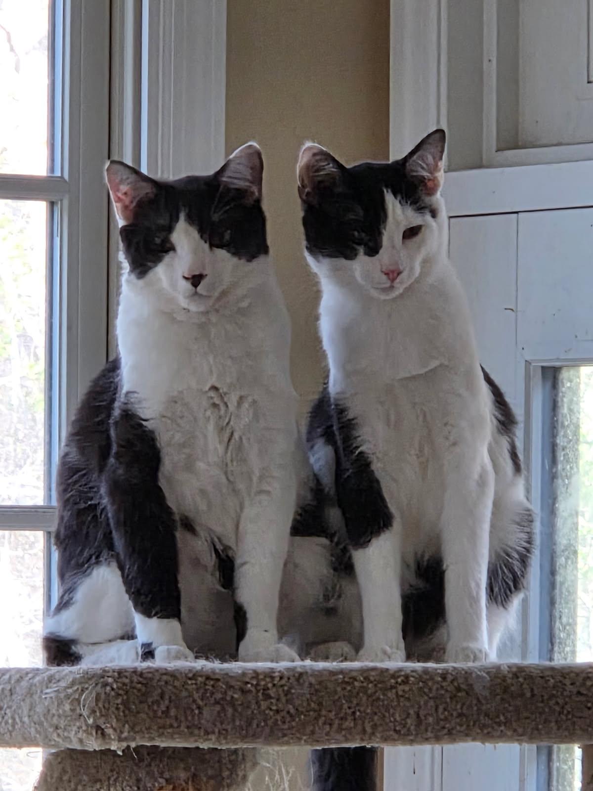 Hugh Highland and Waylan Wagyu, Adoptable, Young Male Domestic Short Hair.