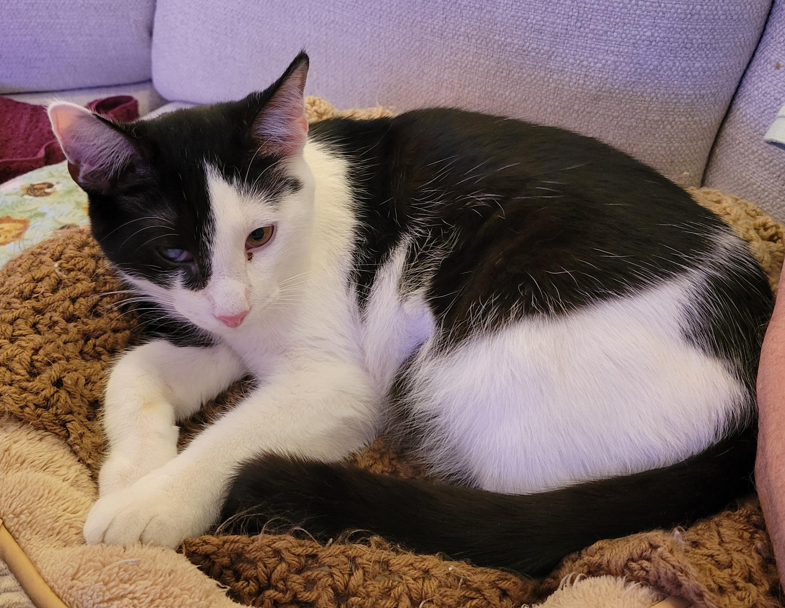 Hugh Highland and Waylan Wagyu, a Adoptable Domestic Short Hair in Knoxville, TN image 2/4