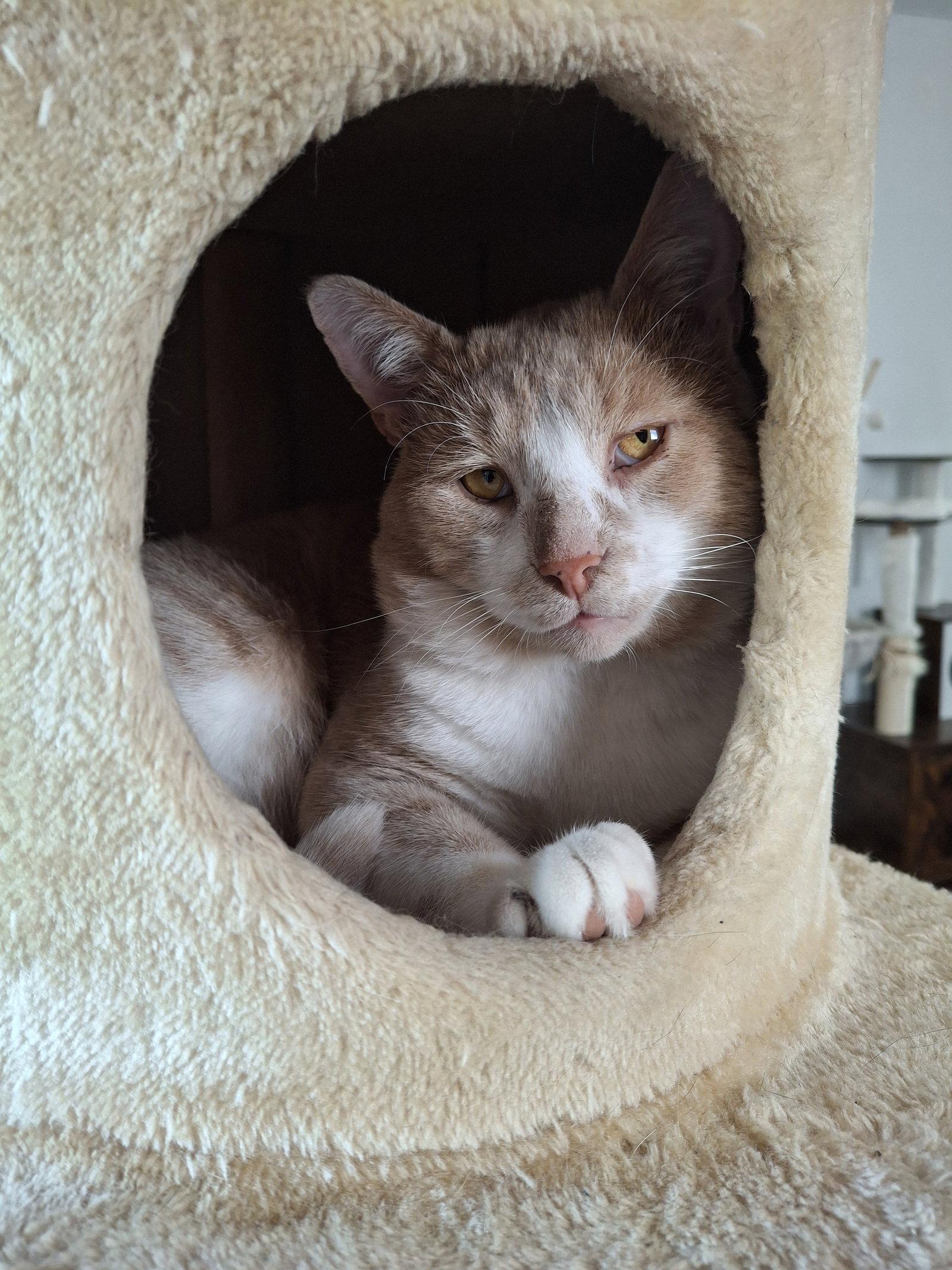Enlarge Momo, a Adoptable Domestic Short Hair in Montreal, QC image 1/3